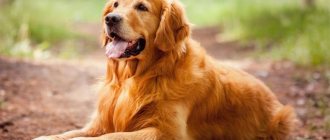 Год Собаки по китайскому гороскопу: верные, справедливые и очень ранимые люди-Собаки в любви, дружбе и браке