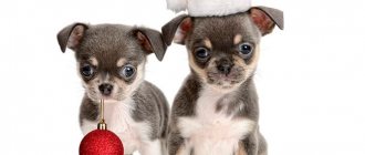 Гороскоп на новый 2019 год для собак разных пород и их хозяев