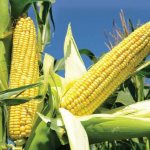 к чему снится кукуруза в поле