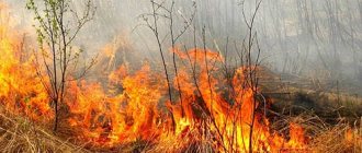 к чему снится пожар в лесу
