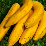 К чему снятся бананы - толкование по сонникам