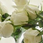 к чему снятся белые розы