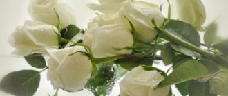 к чему снятся белые розы