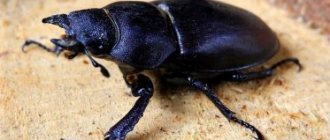 К чему снятся черные жуки: женщине, девушке, мужчине – толкования авторитетных сонников