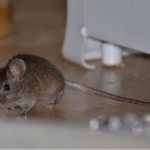 народная примета, мышь завелась в доме