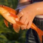 поймать руками рыбу по соннику