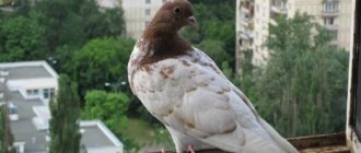Птица залетела на балкон: примета о разных видах пернатых