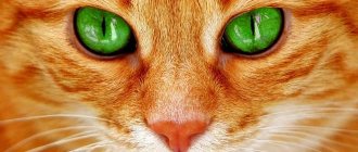 Рыжий кот с зелёными глазами