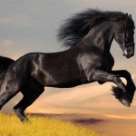 сонник конь черный