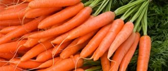 сонник морковь