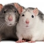 Совместимость Крысы и Крысы: искусство компромисса и секс как краеугольный камень отношений
